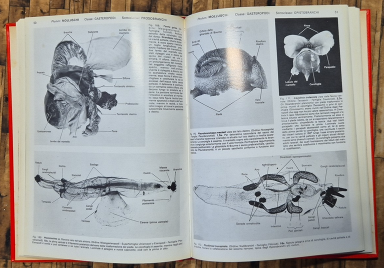 ATLANTE DI MORFOLOGIA DEGLI INVERTEBRATI di Zaffagnini Sabelli 1977 Piccin … | Immagine Gallery 4