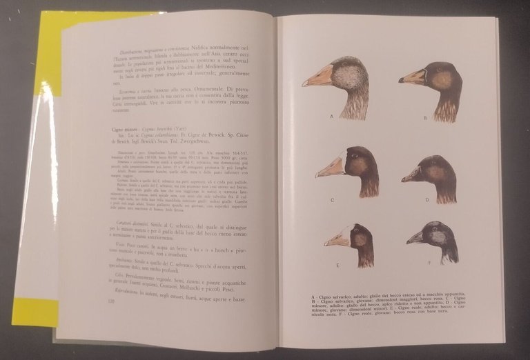 AVIFAUNA ITALIANA di Augusto Toschi 1969 editoriale Olimpia Libro caccia …