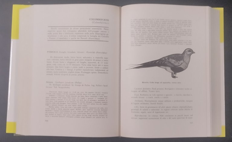 AVIFAUNA ITALIANA di Augusto Toschi 1969 editoriale Olimpia Libro caccia …