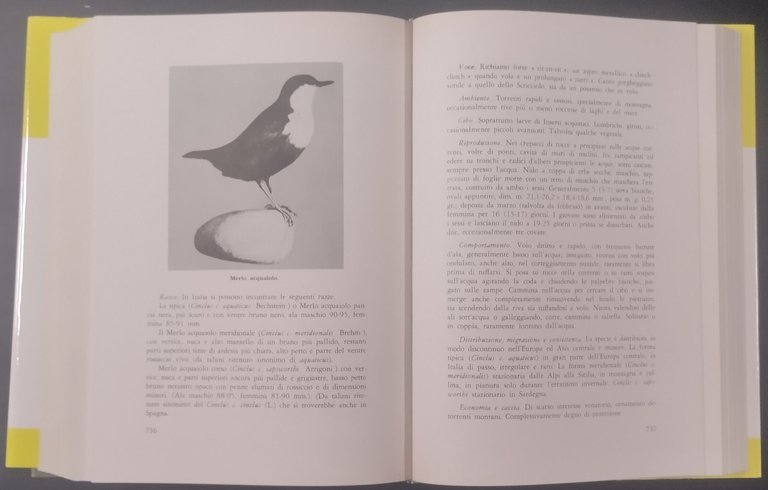AVIFAUNA ITALIANA di Augusto Toschi 1969 editoriale Olimpia Libro caccia …
