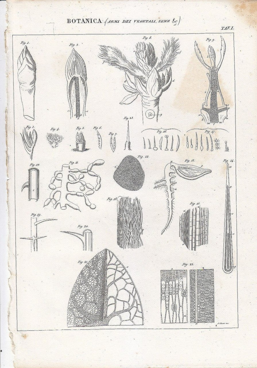 BOTANICA Armi Dei Vegetali Seme INCISIONE STAMPA 1866 Tavola Antica …