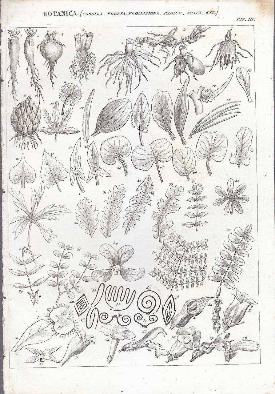 Botanica Corolla Foglia Radice Spata Incisione Stampa 1866 Tavola Originale