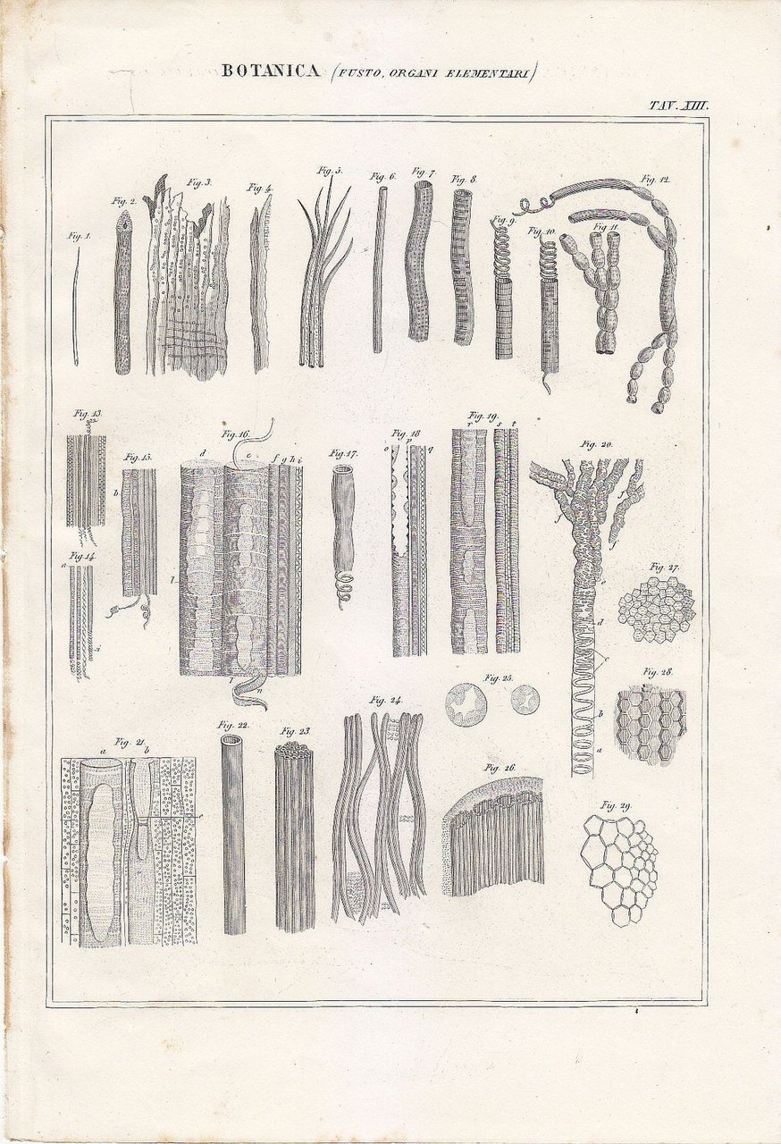 BOTANICA FUSTO ORGANI ELEMENTARI Incisione Stampa Vintage 1866 Tavola Antica