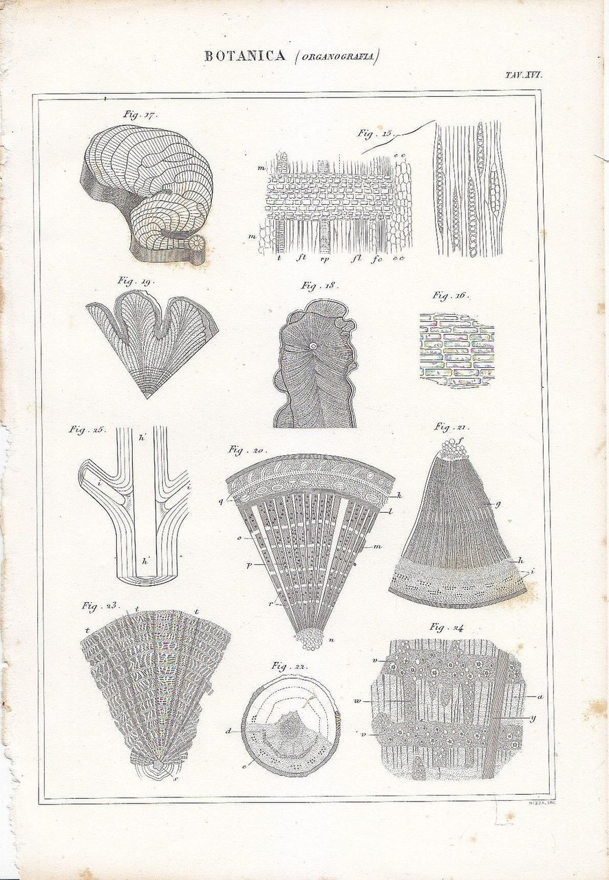 Botanica ORGANOGRAFIA Incisione Stampa 1866 Tavola In Rame Antica senza …