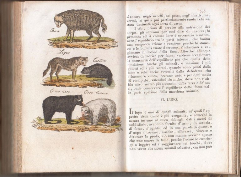 CANE GATTO QUADRUPEDI Storia Naturale di Buffon volume 13 14 …