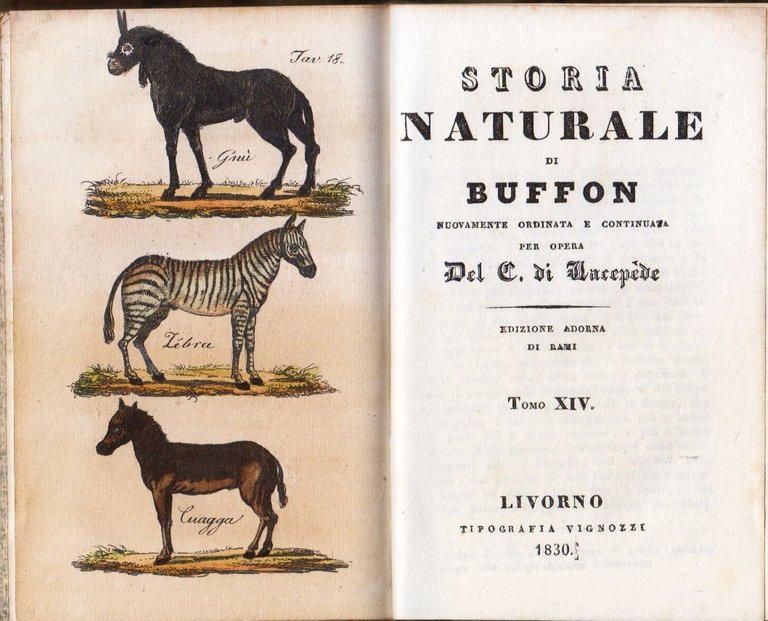 CANE GATTO QUADRUPEDI Storia Naturale di Buffon volume 13 14 …