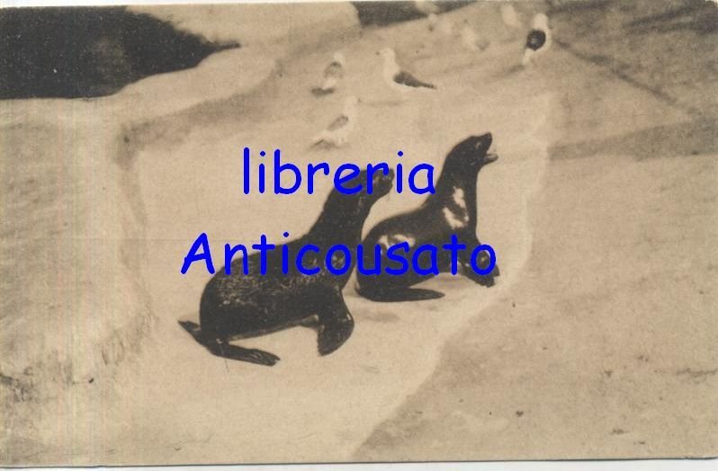 CARTOLINA GIARDINO ZOOLOGICO DI ROMA zoo animali ANNI '30 vintage …