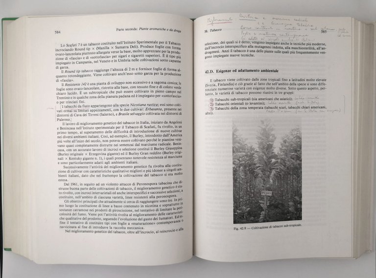 COLTIVAZIONI ERBACEE di Remigio Baldoni e Giardini 1986 Patron Libro …