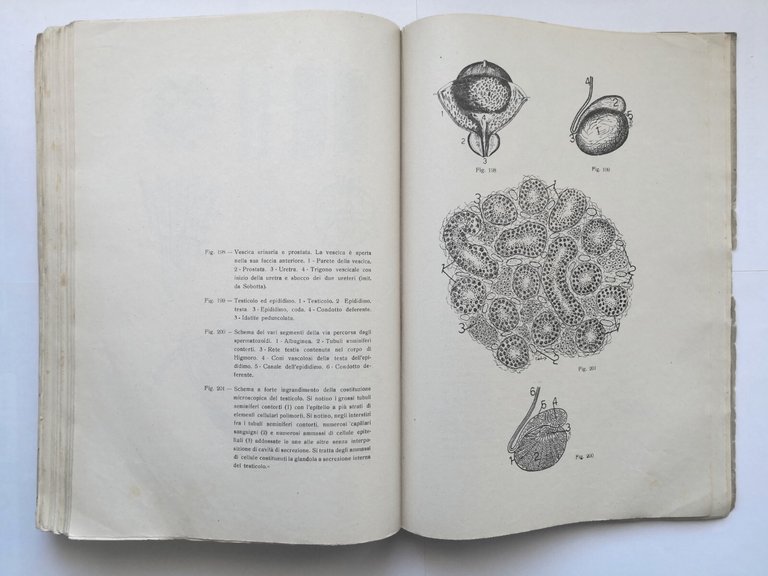 COMPENDIO DI ANATOMIA UMANA NORMALE di Callisto Ghigi 1947 LUCE
