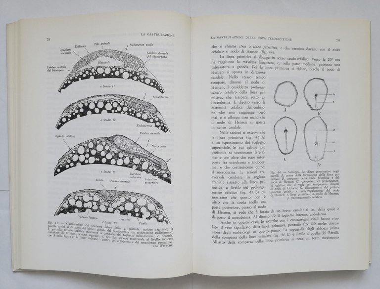COMPENDIO DI EMBRIOLOGIA di Giuseppe Montalenti 1981 Idelson libro