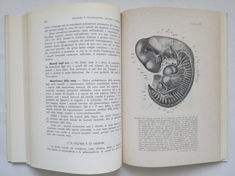 COMPENDIO DI EMBRIOLOGIA di Giuseppe Montalenti 1981 Idelson libro