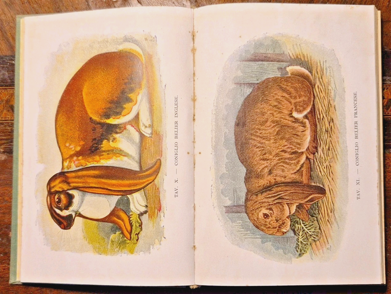 CONIGLICOLTURA PRATICA di Licciardelli e Cortese 1942 Hoepli libro Manuale