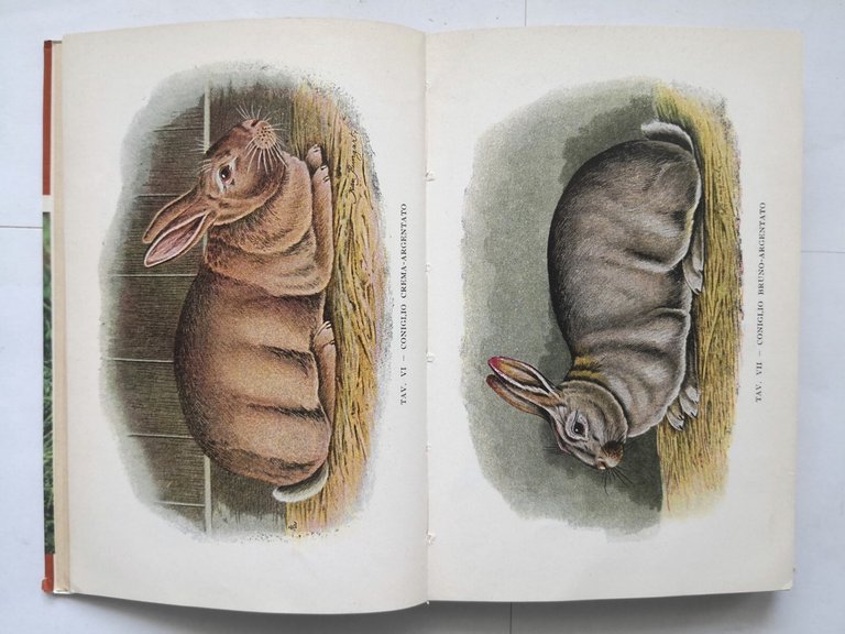 CONIGLICOLTURA PRATICA di Licciardelli e Cortese 1962 Hoepli libro illustrato