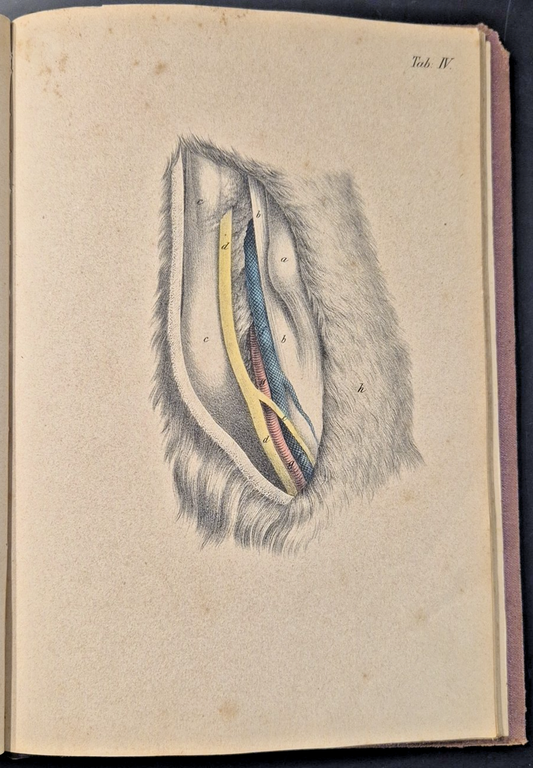 CORSO COMPLETO DI CHIRURGIA VETERINARIA di Edoardo Hering 1867 Libro …