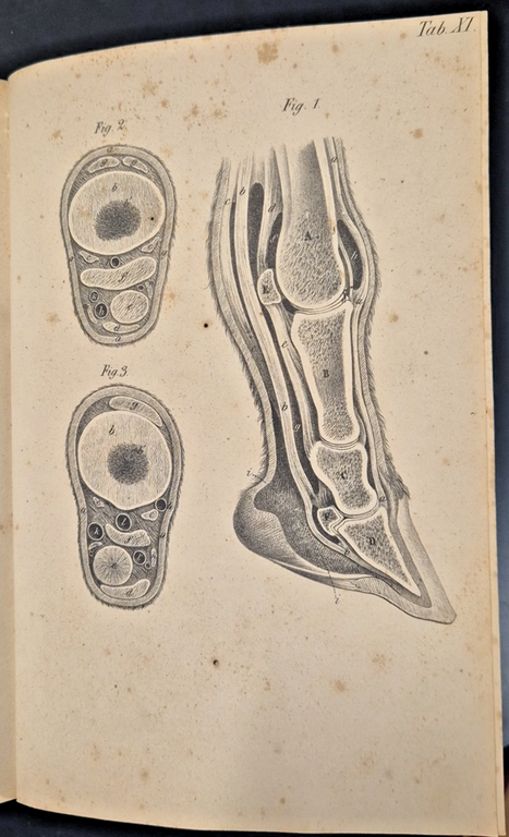 CORSO COMPLETO DI CHIRURGIA VETERINARIA di Edoardo Hering 1867 Libro …