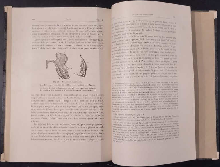 DIVERSI APPARECCHI ORCHIDEE FECONDATE DAGLI INSETTI di C Darwin 1883 …