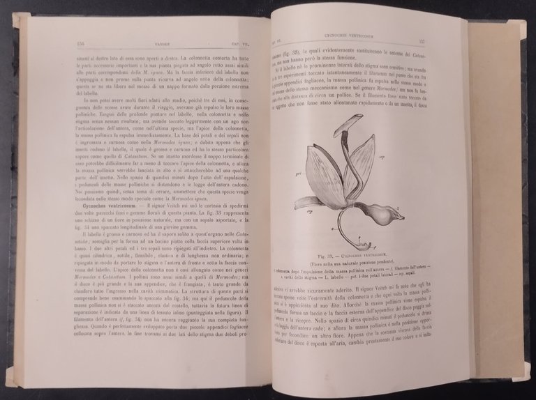 DIVERSI APPARECCHI ORCHIDEE FECONDATE DAGLI INSETTI di C Darwin 1883 …