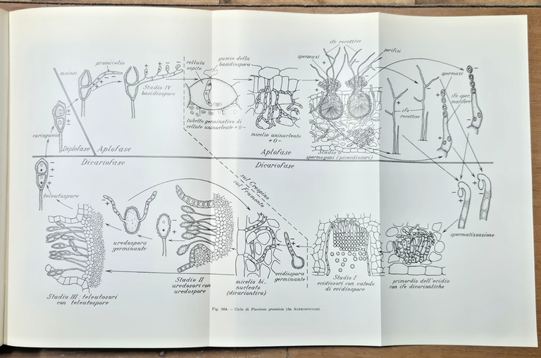 ELEMENTI DI BOTANICA di Sergio Tonzig Volume II 1968 Ambrosiana … | Immagine Gallery 4