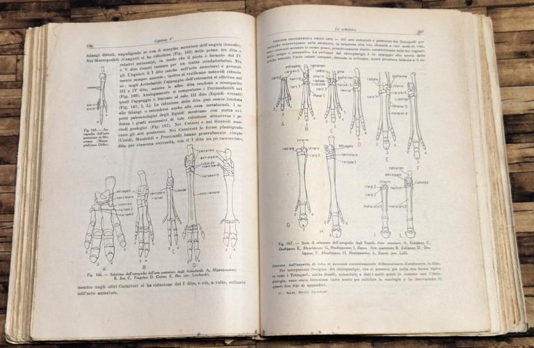 ELEMENTI DI MORFOLOGIA DEI VERTEBRATI di M Salfi 1950 Pellerano … | Immagine Gallery 3