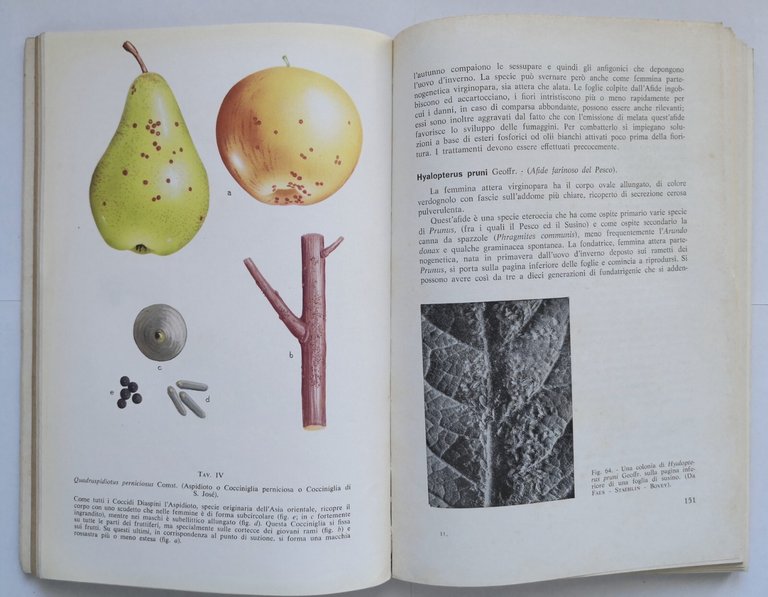 ENTOMOLOGIA AGRARIA di Filippo Venturi Edagricole Libro