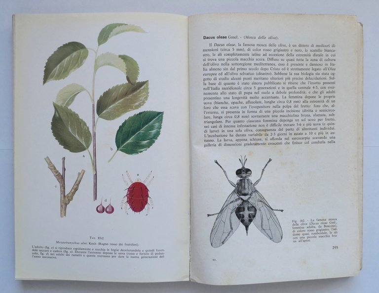 ENTOMOLOGIA AGRARIA di Filippo Venturi Edagricole Libro