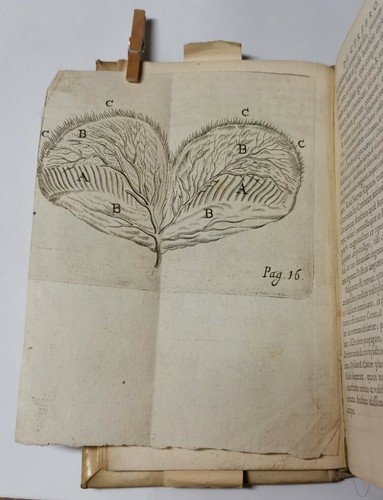 EPISTOLAE ANATOMICAE di Marcello Malpighi e Carlo Fracassati 1669 libro …