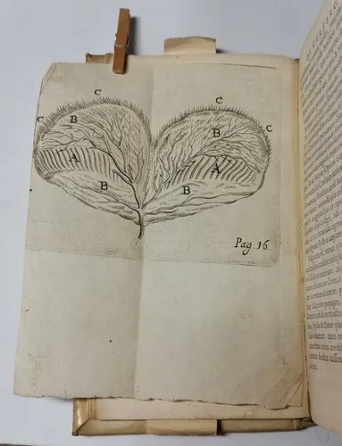 EPISTOLAE ANATOMICAE di Marcello Malpighi e Carlo Fracassati 1669 libro … | Immagine Gallery 2