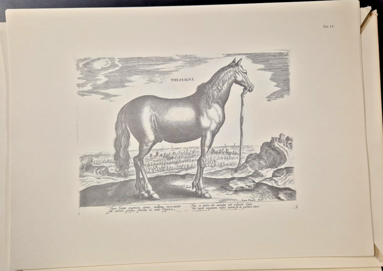 EQUILE LA NOBILTÁ DEL CAVALLO 1989 Reprint Edizioni Analisi 43 …