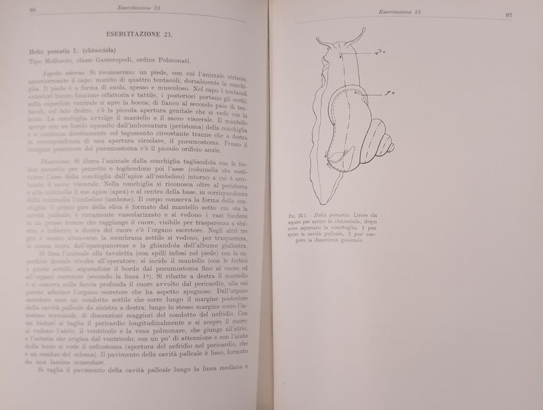 ESERCITAZIONI DI ZOOLOGIA di Sandra Pugno Silvio Ranzi 1970 Ambrosiana …
