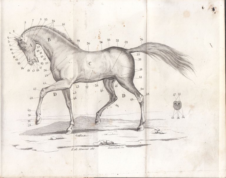 ESIPPOGNOSIA OVVERO CONOSCENZA ESTERNA DEL CAVALLO di De Nanzio 1842 …