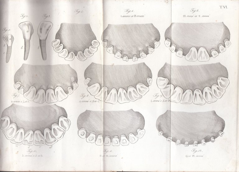 ESIPPOGNOSIA OVVERO CONOSCENZA ESTERNA DEL CAVALLO di De Nanzio 1842 …