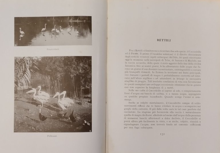 FAUNA E CACCIA di Vittorio Tedesco Zammarano 1930 Ministero delle …
