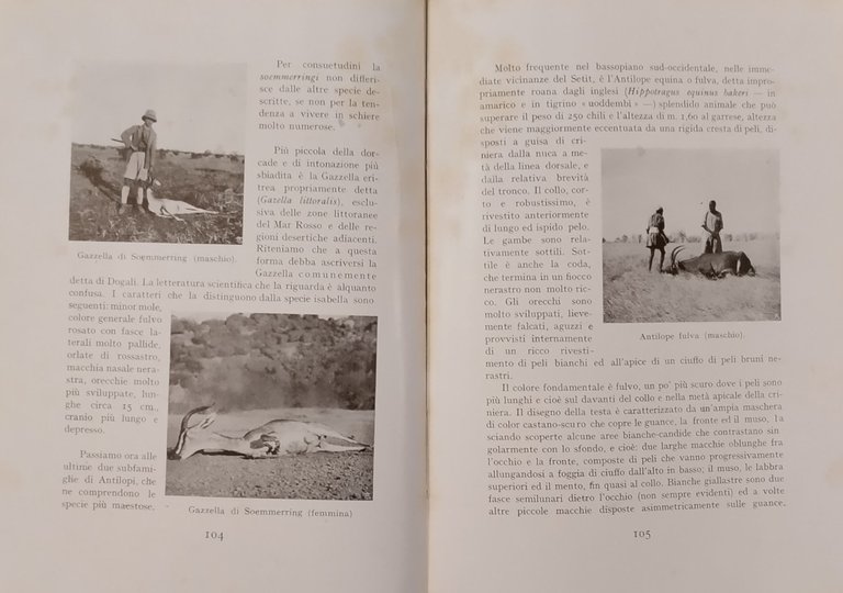 FAUNA E CACCIA di Vittorio Tedesco Zammarano 1930 Ministero delle …