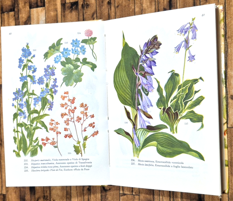 FIORI DI GIARDINO di Runo Lowenmo 1965 Editrice SAIE Libro … | Immagine Gallery 3