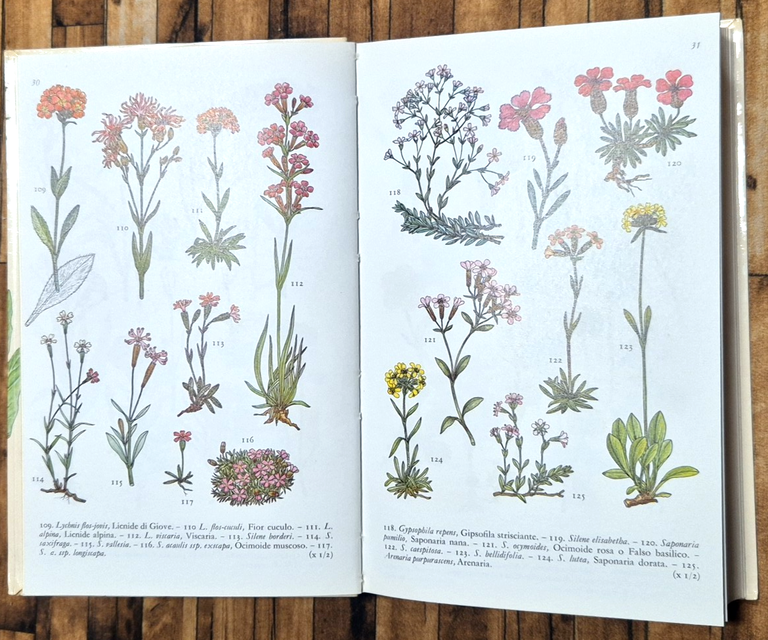 FIORI DI MONTAGNA di Anthony Huxley 1969 Editrice SAIE Libro | Immagine Gallery 3