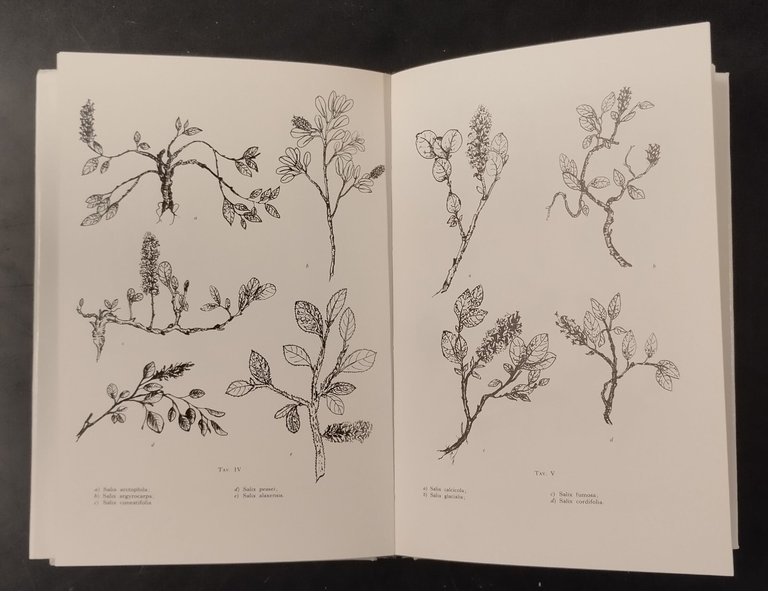 FLORA ARTICA GUIDA ALLA CONOSCENZA di Tina Zuccoli 1973 Edagricole …