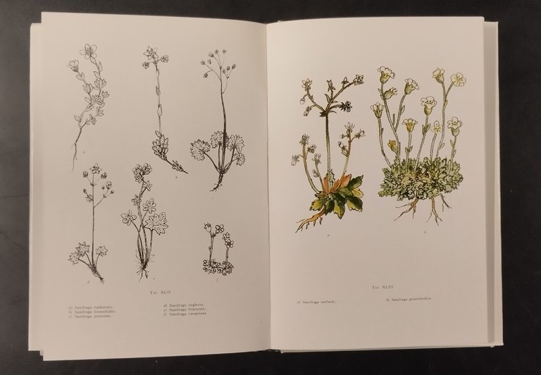 FLORA ARTICA GUIDA ALLA CONOSCENZA di Tina Zuccoli 1973 Edagricole …