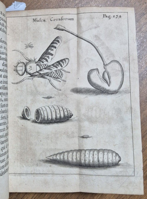 FRANCISCI REDI OPUSCULORUM + EXPERIMENTA + DE ADMIRABILI VIPERA 1685 …