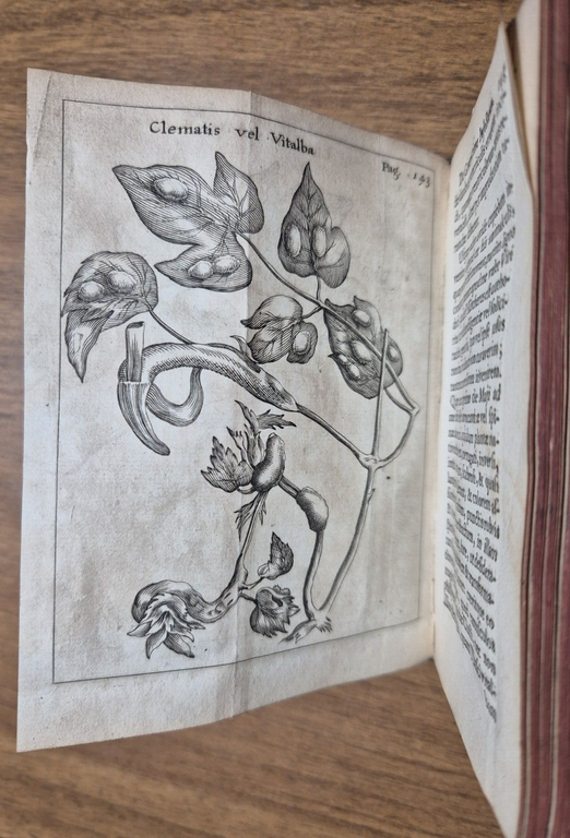 FRANCISCI REDI OPUSCULORUM + EXPERIMENTA + DE ADMIRABILI VIPERA 1685 …