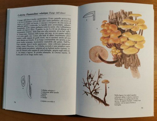 FUNGHI di Georges Becker Illustrazioni di Bohumil Vancura 1986 libro …