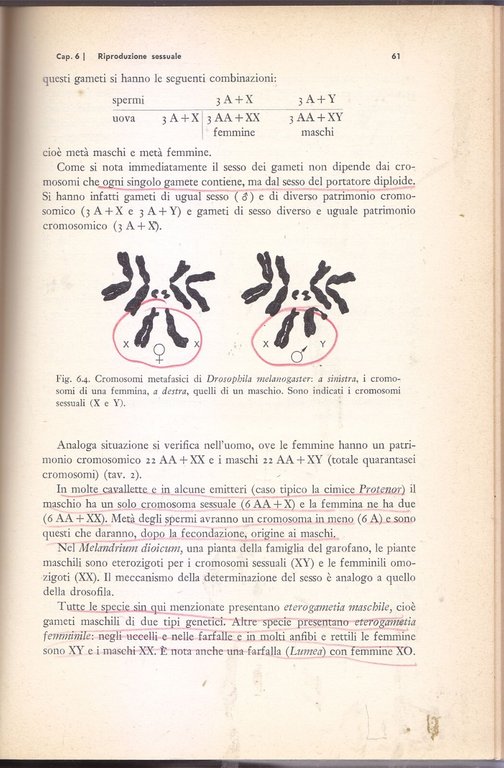 GENETICA GENERALE di Giuseppe Sermonti 1971 Boringhieri libro manuale università