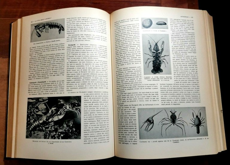 GLI ANIMALI E LA LORO VITA volume I di Leon …