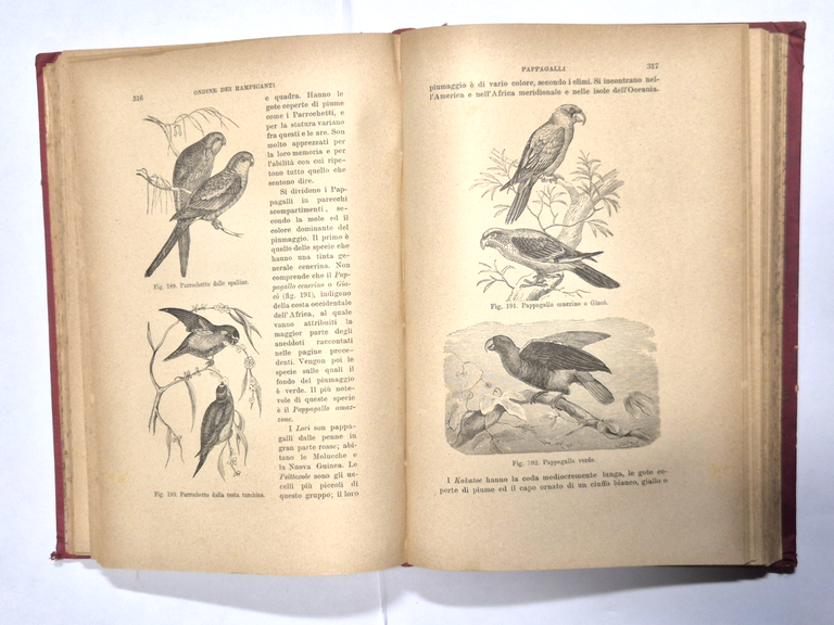 GLI UCCELLI di Luigi Figuier 1892 Fratelli Treves Libro illustrato … | Immagine Gallery 3