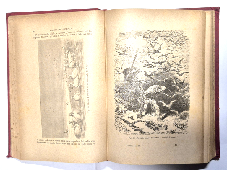 GLI UCCELLI di Luigi Figuier 1892 Fratelli Treves Libro illustrato … | Immagine Gallery 4