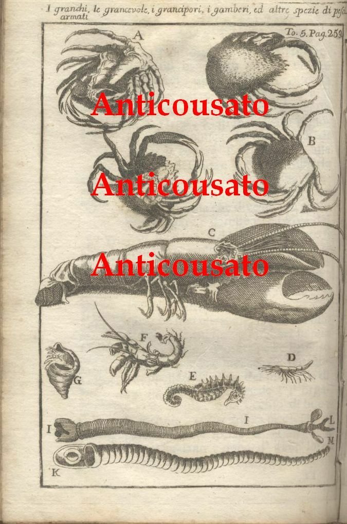 GRANCHI GAMBERI ARAGOSTE GRANCIPORI PESCI 1740 Incisione Stampa Antica Vintage