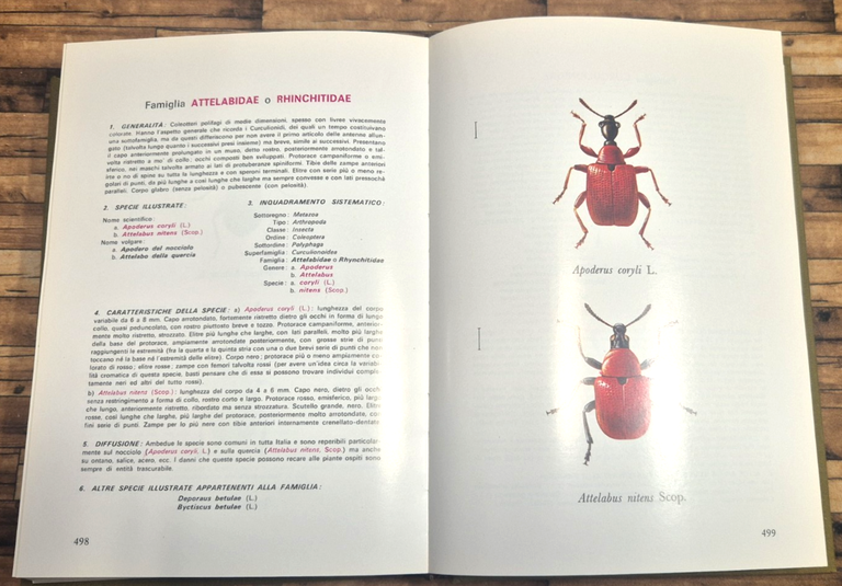 GUARDIAMO GLI INSETTI di Pierfranco Blesio 1976 La Scuola Libro … | Immagine Gallery 4