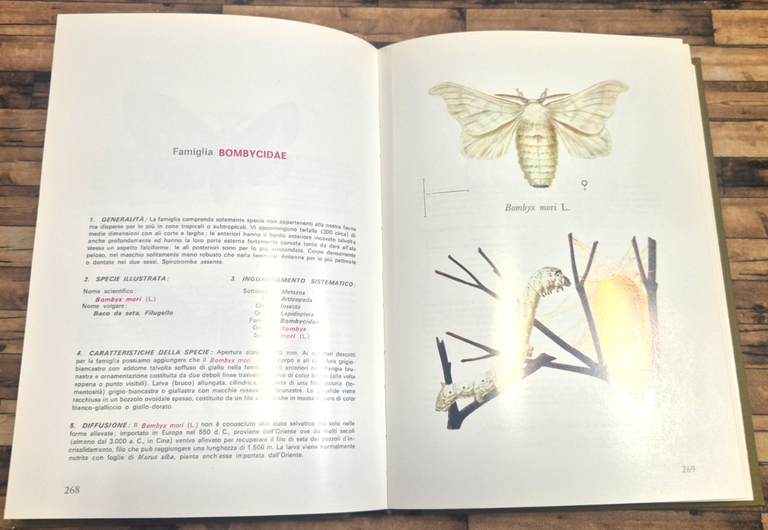 GUARDIAMO GLI INSETTI di Pierfranco Blesio 1976 La Scuola Libro … | Immagine Gallery 5