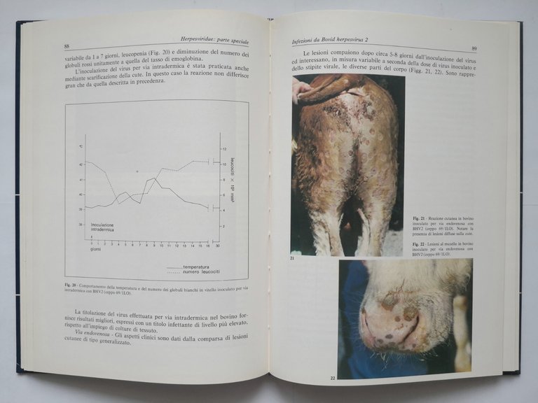 HERPESVIRIDAE di Castrucci 1979 INFEZIONI DA VIRUS DEGLI ANIMALI DOMESTICI …