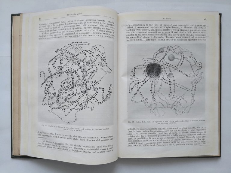 I PRINCIPI GENERALI DELLA SISTEMATICA di Sergio Tonzig 1949 Libro …