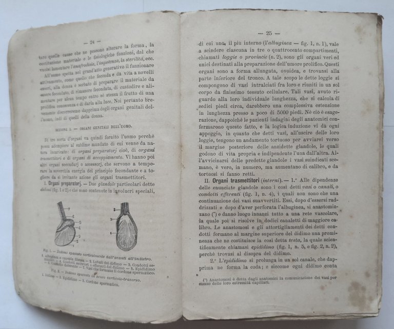 IGIENE E FISIOLOGIA DEL MATRIMONIO di Ferdinando Tonini 1877 Brigola …